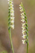 © ADDICTIVE STOCK - Spiral-shaped flowers on delicate green stems in blurred background