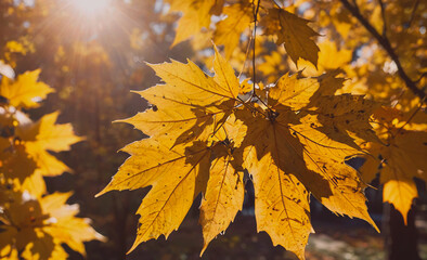Poster - Leaf is on a tree. The leaf is yellow. The sun is shining on the leaf