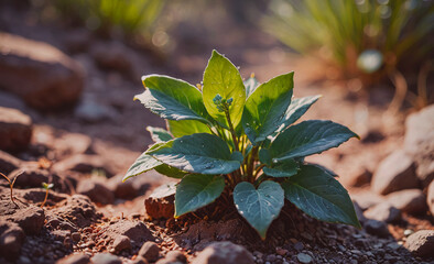 Poster - Small green plant is growing in the dirt. The dirt is brown and rocky. The plant is surrounded by rocks