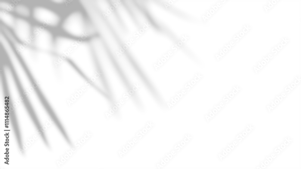 Gobo shadows of Palm tree leaves on a transparent background, 4k UHD 16 ...