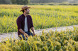 © kamonrat - Farmer Embracing Nature in Paddy Field, Joyful Celebration of Abundance and Connection to Agriculture, Kneeling on Bamboo Pathway Surrounded by Lush Green Rice Plants Under a Clear Sky