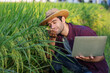 © kamonrat - Farmer Embracing Nature with a Laptop in Rice Field, Inspecting the Health of Paddy Crops, Utilizing Modern Technology for Agricultural Efficiency and Sustainability in Rural Environmen