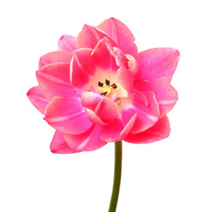 Wall Mural - One pink tulip flower isolated on white background. Still life, wedding. Flat lay, top view