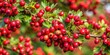 © Udomner - A close-up photo of a vibrant hawthorn bush in full bloom with bright red berries , nature, plant, hawthorn, bush, foliage