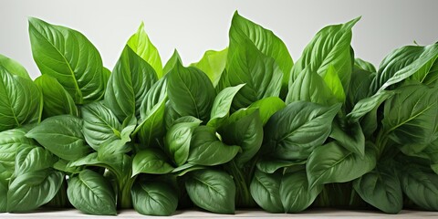 Wall Mural - fresh spinach leaves