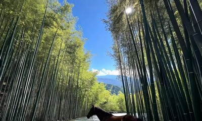 Wall Mural - A serene bamboo grove under a bright blue sky, with sunlight filtering through the trees, creating a tranquil atmosphere.