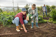 © JackF - Young woman planting seeds in beds with boy watering beds in harvest field