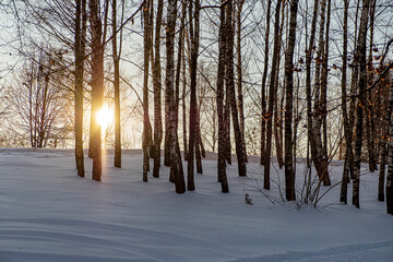 Wall Mural - winter landscape in the park