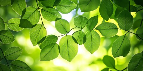 Canvas Print - Sunlight filtering through vibrant green leaves creates a stunning wallpaper effect. This mesmerizing green leaves wallpaper captures the essence of nature s beauty and tranquility.