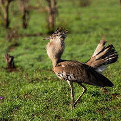 Wall Mural - a Kori bustard in full display