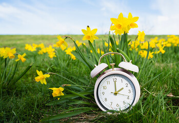 Alarm clock with daffodils flowers, switch to daylight saving time in spring, summer time changeover