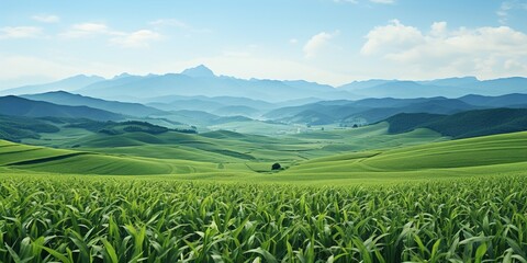 Canvas Print - field and blue sky