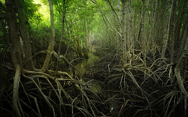 Wall Mural - mangrove root network in swamp forest. nature's resilient system combating coastal erosion and clima