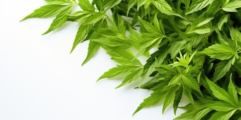 Wall Mural - fresh parsley on a white background