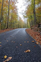 Canvas Print - Forest Road