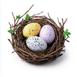 © oceanrider - Bird Nest with Eggs Illustration on White Background