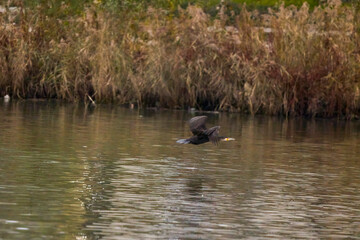 Wall Mural - Great Cormorant (Phalacrocorax carbo) above a lake