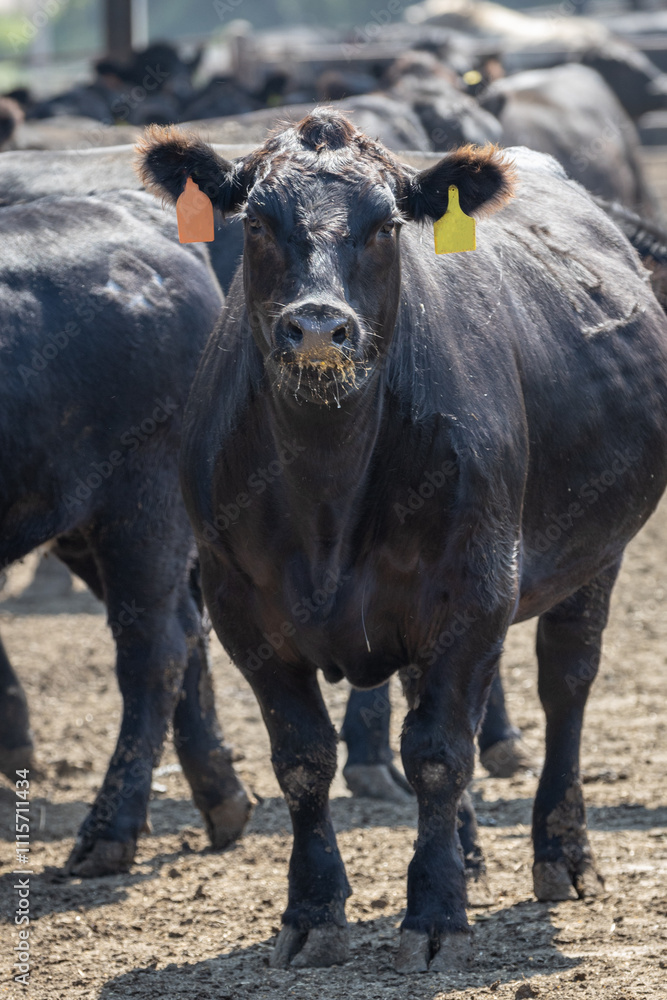 Black Angus breed cattle in a feedlot or feed yard. Ear tags and ...