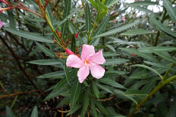 Poster - Blooming oleander. A tropical plant.