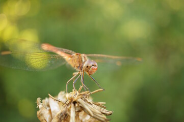 Wall Mural - A dragonfly is sitting on a flower. Insects in nature.