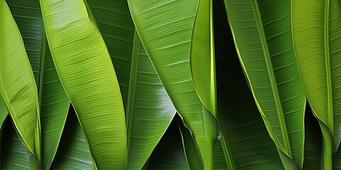 Wall Mural - green leaves background