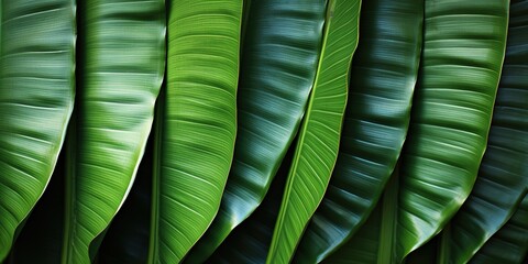 Wall Mural - green leaf background