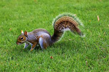 Wall Mural - Squirrel on a green lawn. Brown squirrel green lawn fluffy stands. A fluffy squirrel stands on a green lawn. A squirrel is standing in the grass lifestyle.