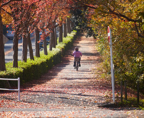 Wall Mural - 冬の街の道路の紅葉の木と自転車を乗る中年女性の姿