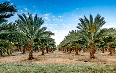 Wall Mural - Plantations of date palms, advanced and sustainable modern agriculture industry in desert and arid areas of the Middle East and North Africa. It is iconic ancient plant and famous healthy food crop