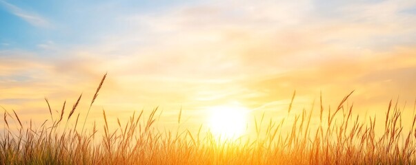 Wall Mural - Golden sunset casting warm glow over grassy field with cloudy sky, creating a serene and picturesque scene