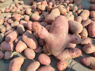 A rustic scene of freshly harvested whole potatoes scattered across the ground. The potatoes vary in size and shape, their skins dusted with soil, reflecting their natural, farm-fresh state