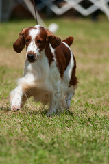 Wall Mural - Welsh Springer Spaniel walking towards camera with front leg raised