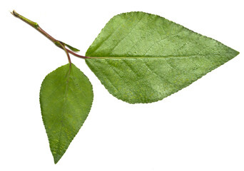 green leaf of a tree on a white background