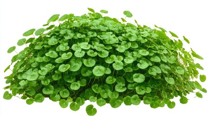 Lush green foliage of a maidenhair fern, shaped like a small tree, set against a clean white background, ideal for design projects and natural themes, plant, botanical, greenery.