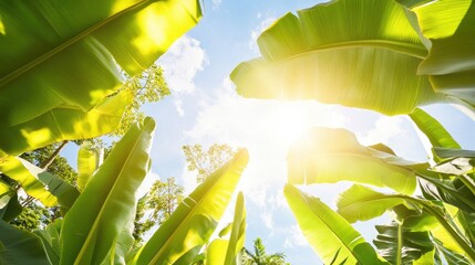Wall Mural - Vibrant green banana leaves with sunlight streaming through against a clear blue sky creating a serene natural backdrop for copy space