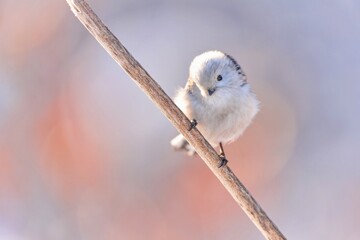 Poster - A cute long tailed tit sits on a branch in winter.  Aegithalos caudatus. A titmouse with long tail