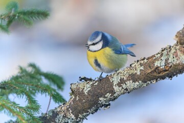 Wall Mural - A cute blue tit sits on the branch in winter.  Cyanistes caeruleus