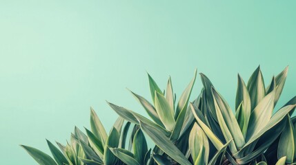 Wall Mural - tranquil agave bush: minimalistic desert greenery