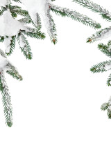 Wall Mural - branches of christmas tree ( spruce ) covered of hoarfrost and snow in winter on a white background 