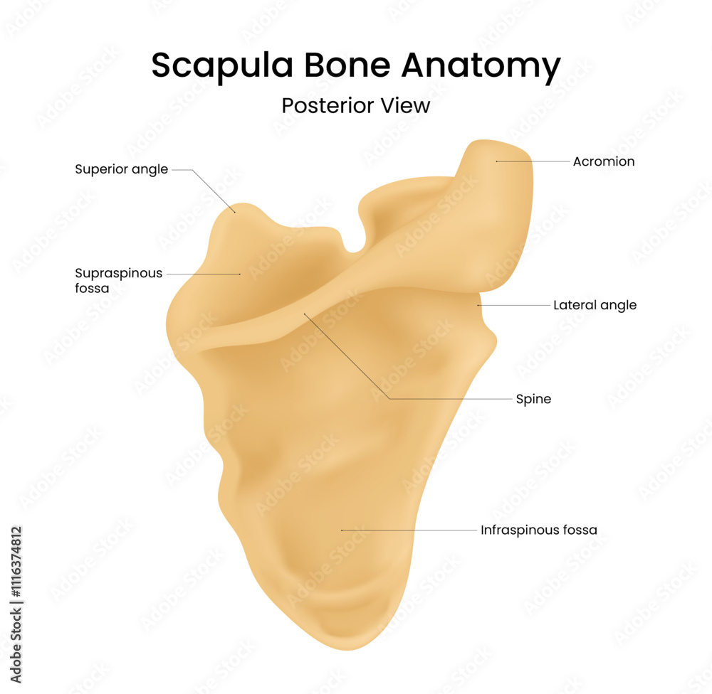 Structure of Scapula Bone Anatomy Stock Vector | Adobe Stock
