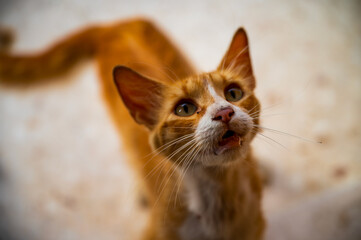 Wall Mural - Alert ginger cat with sharp gaze