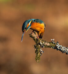 Wall Mural - Common kingfisher - Alcedo atthis