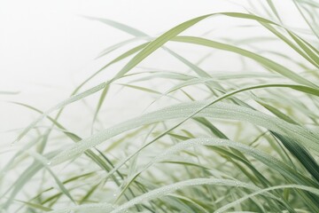 Wall Mural - A macro shot of dew-kissed grass blades in the early morning light, capturing the intricate details and varying shades of green, with a soft-focus background.