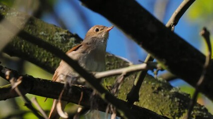 Wall Mural - singing nightingale on a tree branch against the sky