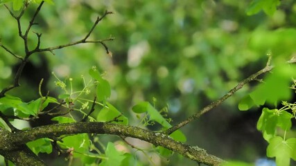 Wall Mural - blackbird sitting on a tree branch in the forest on a blurred background, slow motion