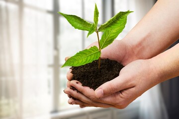 Wall Mural - Hands hold fresh green plant