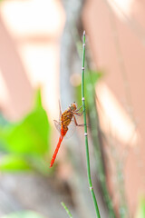 Wall Mural - A dragonfly is a flying insect belonging to the infraorder Anisoptera below the order Odonata