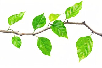 tree foliage. green leaves on tree branch, isolated for natural environment design