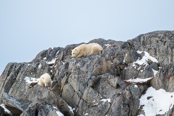 Wall Mural - Two polar bears on the rocky shoreline of Hudson Bay