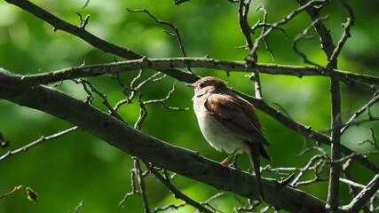 Wall Mural - singing nightingale on a tree branch in the forest